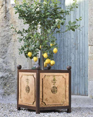 Orange Tree Bowl