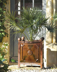 Orange Tree Bowl